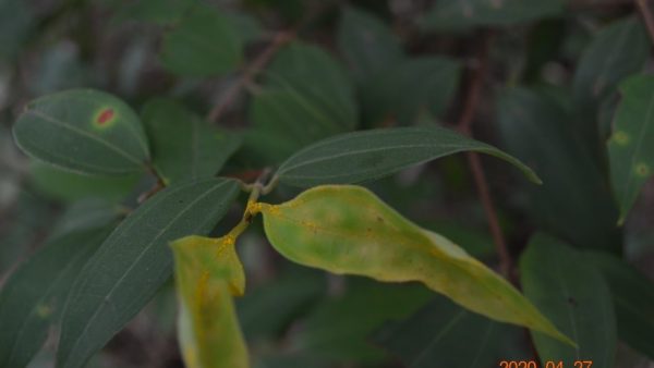 myrtle rust spores