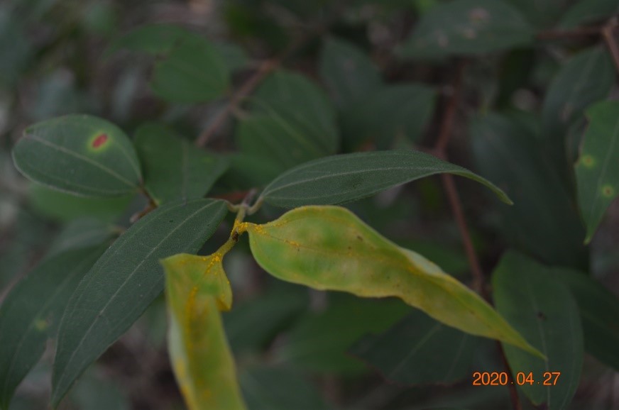 myrtle rust spores