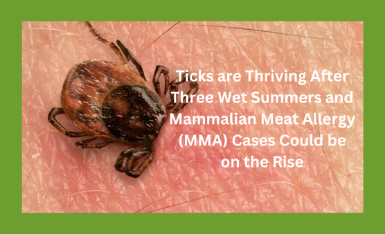 Mammalian meat allergy (MMA)