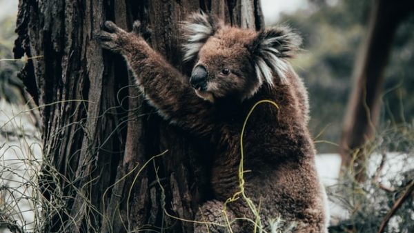 Koala Conservation