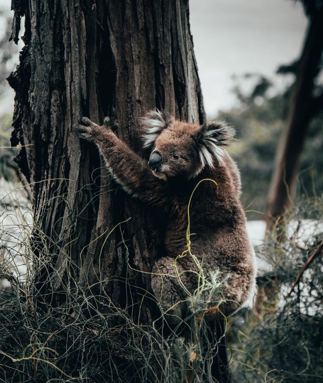 Koala Conservation