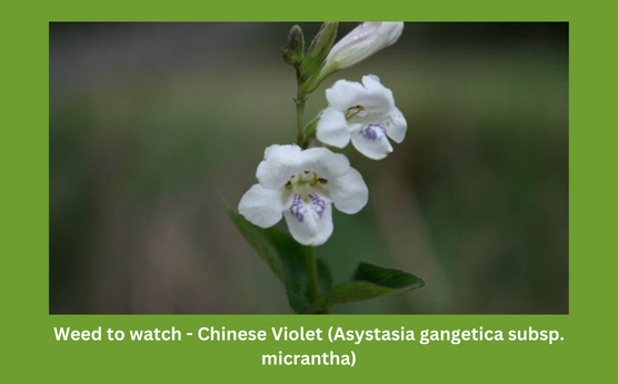 Asystasia gangetica subsp. micrantha