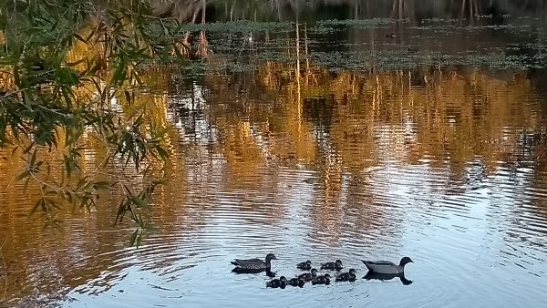 Ducks enjoying the lagoon