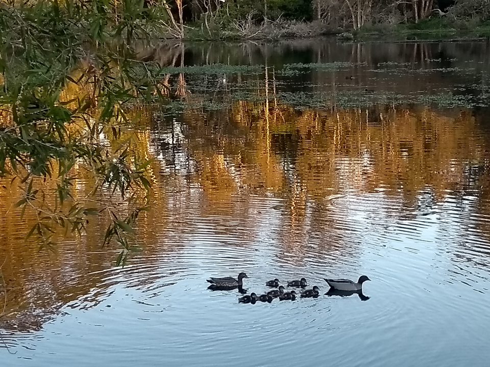 Ducks enjoying the lagoon