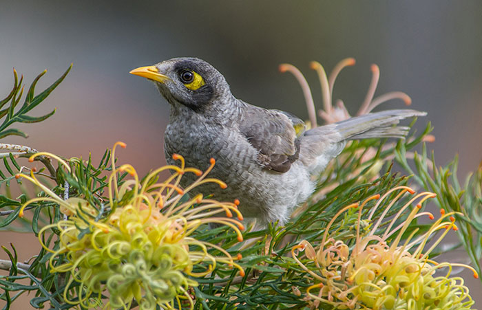 Manorina melanocephala