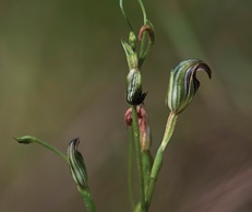 critically endangered Pot-bellied greenhood orchid