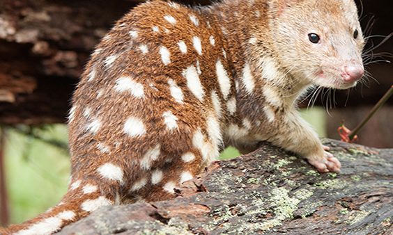 Threatened Species Day