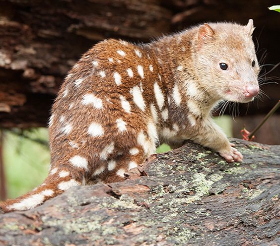 Threatened Species Day